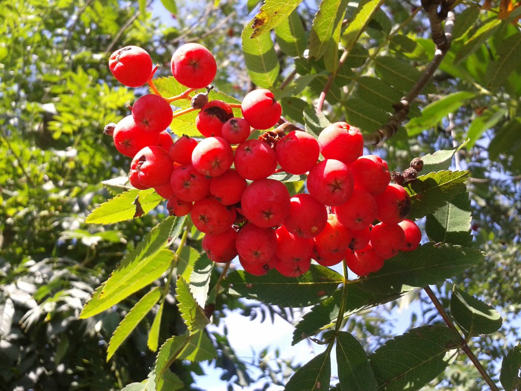 Herbstfrüchte | NaturErlebnis-Werkstatt Alsdorf