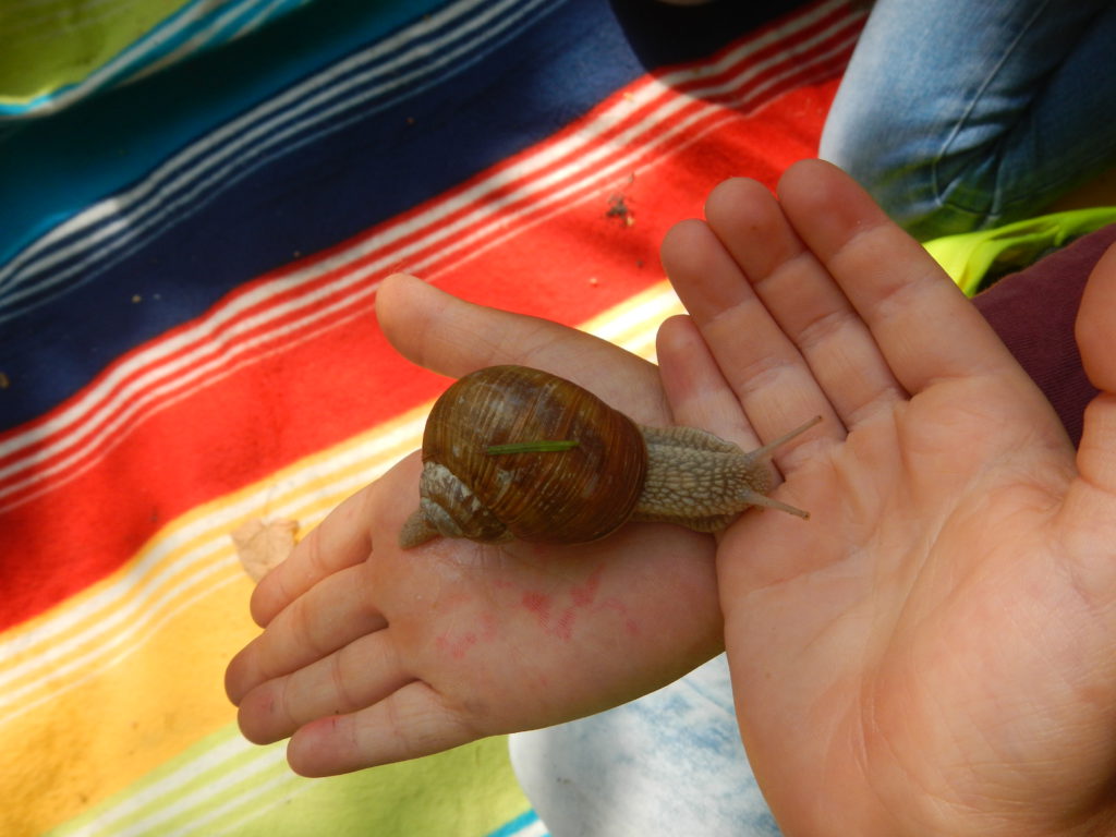 Wie viele Fühler hat eine Schnecke? Hier wird genau geschaut!