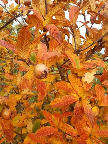 Mispel in ihrem Herbstkleid