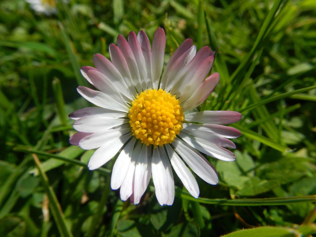 Eine wunderbare Delikatesse von der Wiese